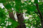 Zwei Eichhörnchen klettern auf einem Baum
