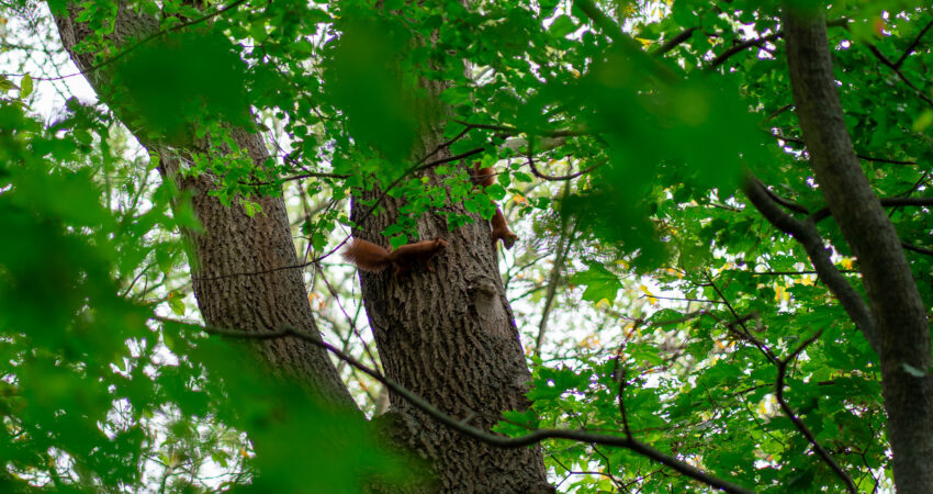 Zwei Eichhörnchen klettern auf einem Baum