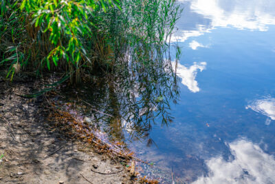 Das Ufer von einem See.