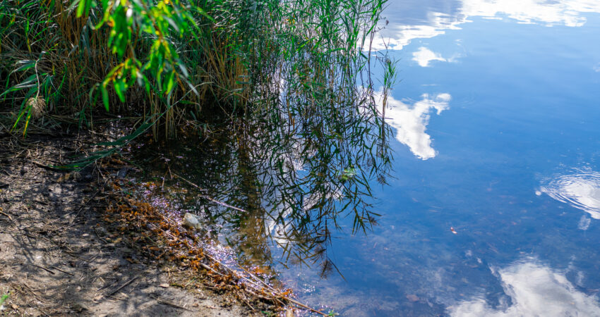 Das Ufer von einem See.