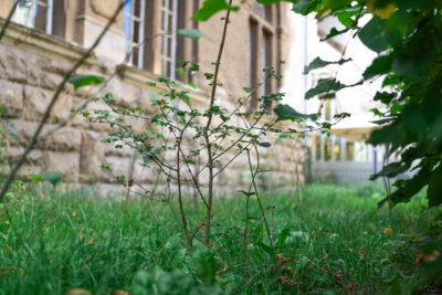 ein kleiner Baum hinter einer Hecke