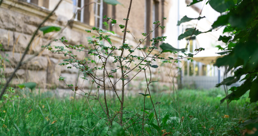 ein kleiner Baum hinter einer Hecke