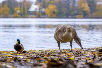 eine Ente und ein Schwan laufen am See