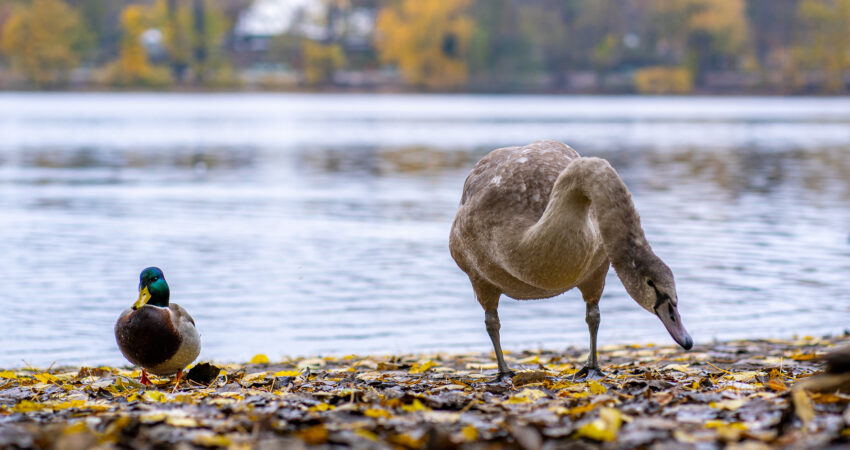 eine Ente und ein Schwan laufen am See