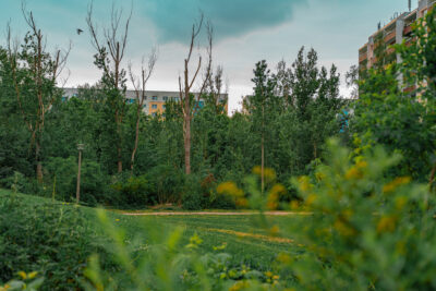 Zu sehen ist ein Teil des Langhoffwaldes in Marzahn-Hellersdorf. Viele grüne Bäume und Gewächse stehen an einer Wiese. Im Hintergrund sind etwas versteckt Wohnhäuser zu sehen.