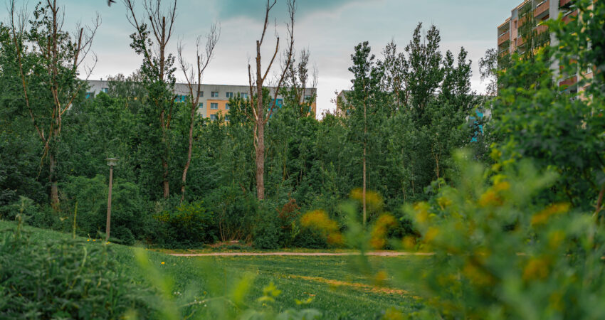 Zu sehen ist ein Teil des Langhoffwaldes in Marzahn-Hellersdorf. Viele grüne Bäume und Gewächse stehen an einer Wiese. Im Hintergrund sind etwas versteckt Wohnhäuser zu sehen.