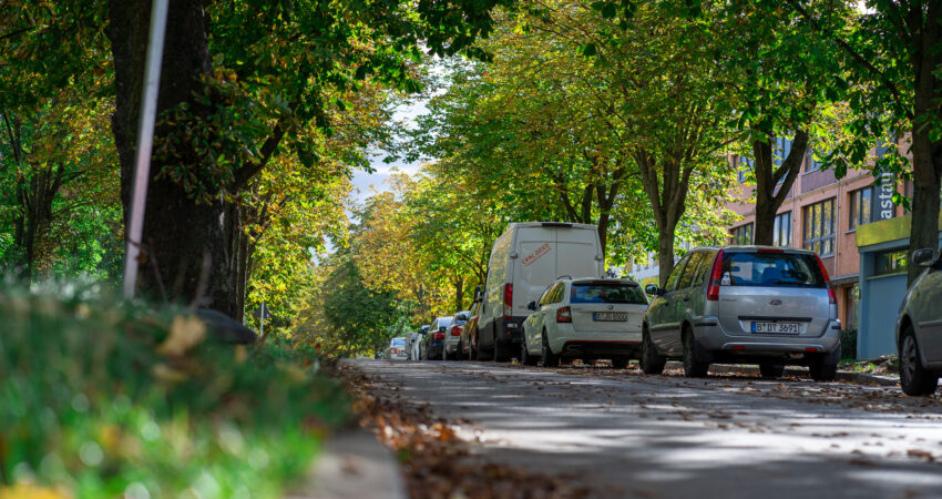 Straße. Am Straßenrand stehen Kastanienbäume. auf der rechten Seite parken Autos.